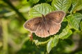 Gatekeeper butterfly Royalty Free Stock Photo