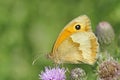 Gatekeeper butterfly feeding on wild thistles in meadow