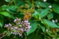 The Gatekeeper butterfly on flower, also known as the Hedge Brown