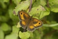 Gatekeeper Butterfly