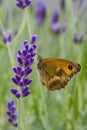 Gatekeeper Butterfly on Lavandula Royalty Free Stock Photo