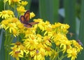 Gatekeeper butterfly and other insects on common ragwort Royalty Free Stock Photo