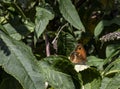 A gatekeeper butterfly perched on a buddleia leaf Royalty Free Stock Photo