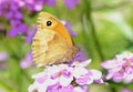 Gatekeeper Butterfly (Pyronia tithonus) Royalty Free Stock Photo