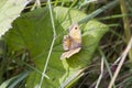 Gatekeeper Butterfly (Pyronia tithonus) Royalty Free Stock Photo