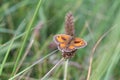 Gatekeeper Butterfly (Pyronia tithonus) Royalty Free Stock Photo