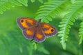 Gatekeeper Butterfly - Pyronia tithonus resting on a fern leaf Royalty Free Stock Photo