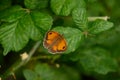 Gatekeeper butterfly Pyronia tithonus