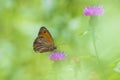 Dreamlike butterfly gatekeeper butterfly, Pyronia tithonus