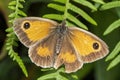 Gatekeeper Butterfly Pyronia tithonus Hedge Brown Royalty Free Stock Photo