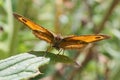 Gatekeeper Butterfly Pyronia tithonus