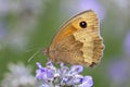 Gatekeeper Butterfly Pyronia tithonus Royalty Free Stock Photo