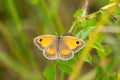 Gatekeeper butterfly, Pyronia Tithonus Royalty Free Stock Photo