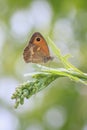 Gatekeeper butterfly, Pyronia tithonus, resting Royalty Free Stock Photo