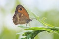 Gatekeeper butterfly, Pyronia tithonus, resting Royalty Free Stock Photo