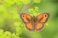 Gatekeeper butterfly, Pyronia tithonus, resting Royalty Free Stock Photo