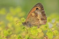 Gatekeeper butterfly, Pyronia tithonus, resting