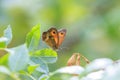 Gatekeeper butterfly, Pyronia tithonus, resting Royalty Free Stock Photo