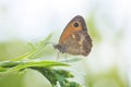 Gatekeeper butterfly, Pyronia tithonus, resting Royalty Free Stock Photo