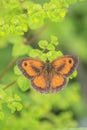 Gatekeeper butterfly, Pyronia tithonus, resting Royalty Free Stock Photo