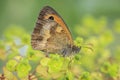 Gatekeeper butterfly, Pyronia tithonus, resting Royalty Free Stock Photo