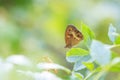 Gatekeeper butterfly, Pyronia tithonus, resting Royalty Free Stock Photo