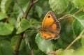 A Gatekeeper Butterfly, Pyronia tithonus, resting on leaf. Royalty Free Stock Photo