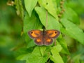 Gatekeeper butterfly Pyronia tithonus resting in the sun. Aka the Hedge brown butterfy. Royalty Free Stock Photo