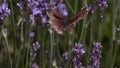 Gatekeeper Butterfly, pyronia tithonus, Sucking Nectar from Laverder Flowers, Normandy