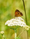 Gatekeeper Butterfly (Pyronia tithonus), taken in London, England Royalty Free Stock Photo