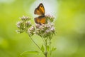 Gatekeeper butterfly Pyronia tithonus wing pattern