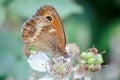 Gatekeeper Butterly