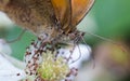 Gatekeeper Butterly