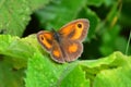 Gatekeeper or Hedge Brown Butterfly