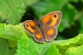Gatekeeper or Hedge Brown Butterfly