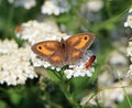 Gatekeeper butterfly and common red soldier beetle Royalty Free Stock Photo