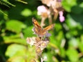 Gatekeeper or hedge brown (Pyronia tithonus) butterfly