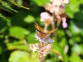 Gatekeeper or hedge brown (Pyronia tithonus) butterfly spreading its wings