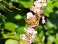 Gatekeeper or hedge brown (Pyronia tithonus) butterfly