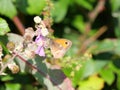 Gatekeeper or hedge brown (Pyronia tithonus) butterfly from the family of the noble butterflies (Nymphalidae)