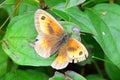 Gatekeeper or Hedge Brown Butterfly