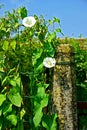 Gatepost and flowers