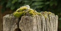 Gatepost with Moss Royalty Free Stock Photo
