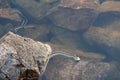 Gater Snake on Patrol in Boundary Water Lake Royalty Free Stock Photo