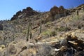 Gates Pass Tucson Arizona Saguaro Cactus