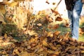 Gather autumn leaves under a cherry tree in a garden