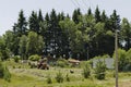 Gather hay from beautiful flowers field and lading over tractor