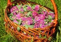 Gather Herbs for Herbal Tea. Trifolium pratense. Red clover is commonly used to make a sweet-tasting herbal tea. Royalty Free Stock Photo