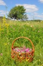 Gather Herbs. Gather Red clover flowers for herbal tea. Royalty Free Stock Photo