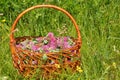 Gather Herbs. Trifolium pratense, the red clover flowers. Red clover Royalty Free Stock Photo